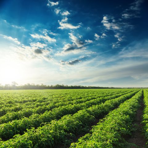 Agricultural packaging in action